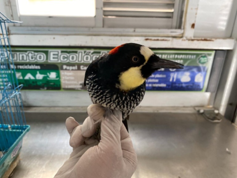 Un pájaro carpintero y cinco animales más fueron recuperados en las últimas horas en Bogotá
