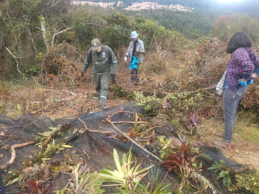 Plantas nativas como: bromelias, helechos y orquídeas fueron rescatadas por profesionales de la Secretaría de Ambiente.