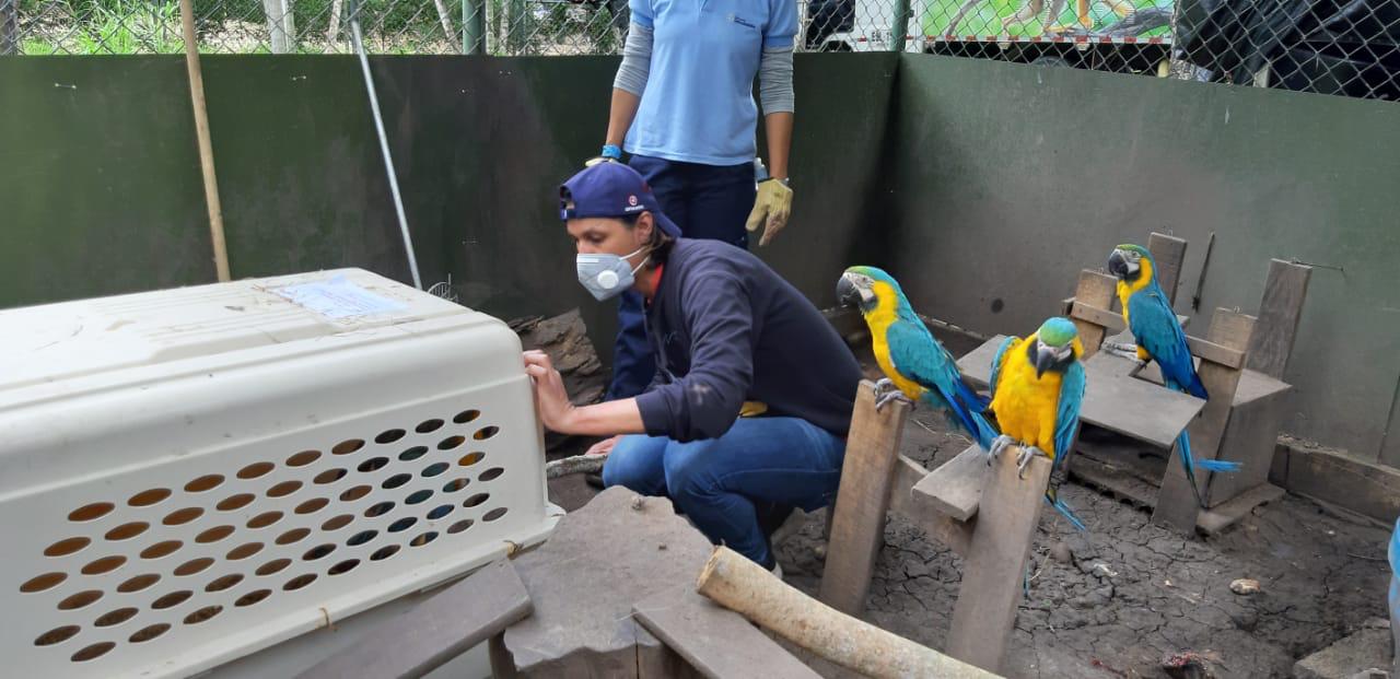En Cundinamarca y Tolima fueron reubicados 30 animales silvestres recuperados que no pudieron regresar a su hábitat natural