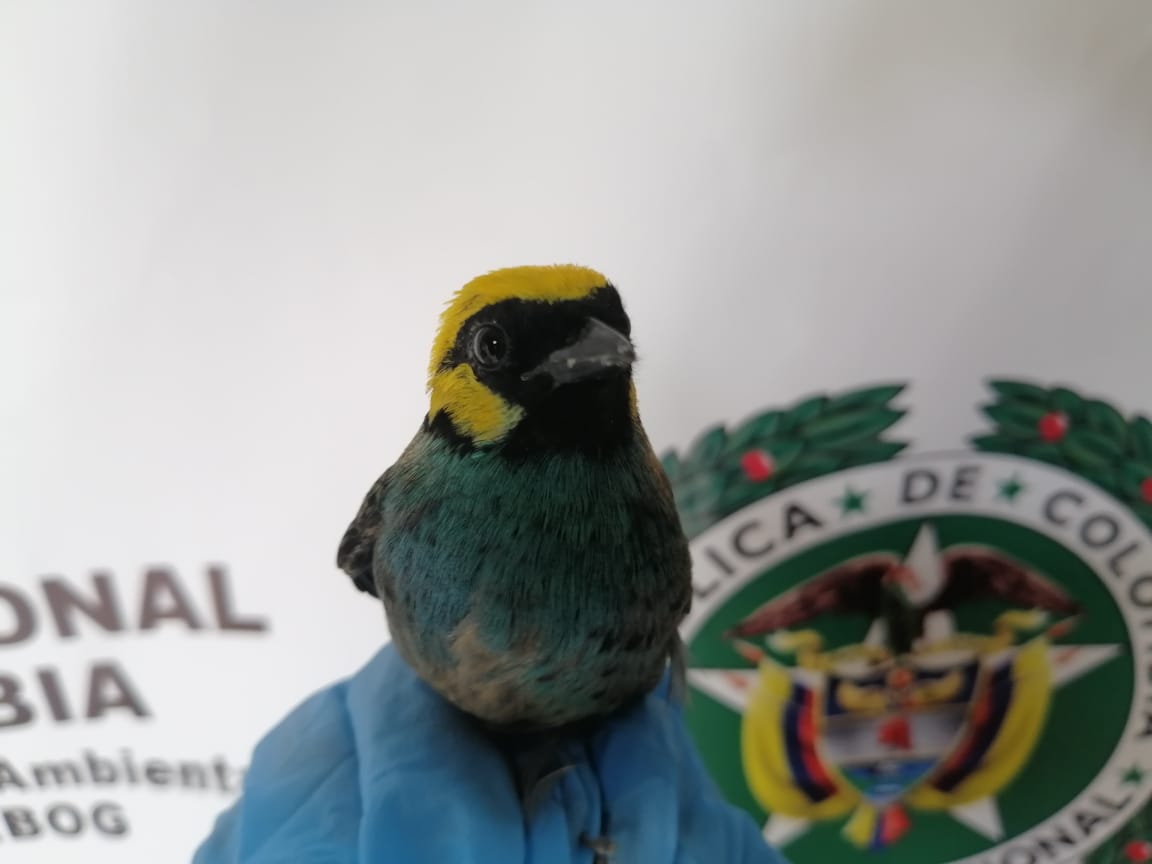 Las aves equilibran los ecosistemas, es vital protegerlas y conservarlas.