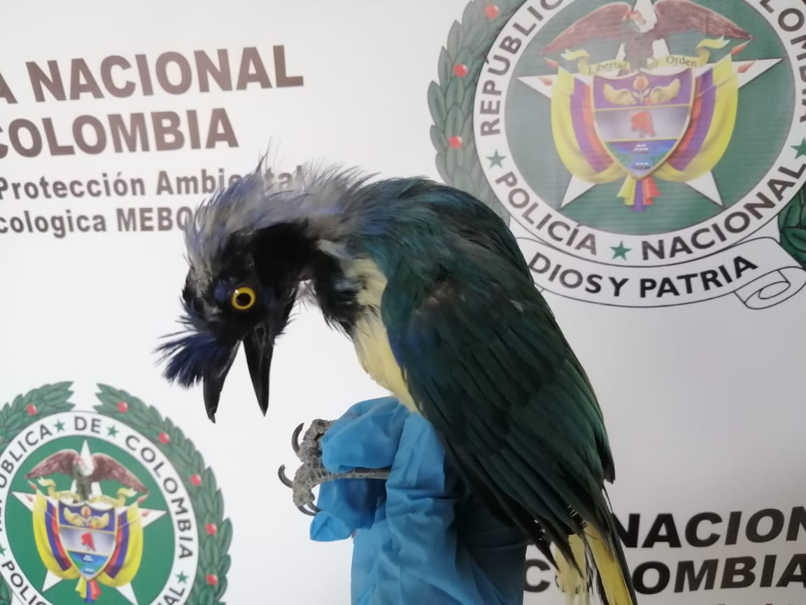 Aves, el tipo de animal más traficado en Bogotá
