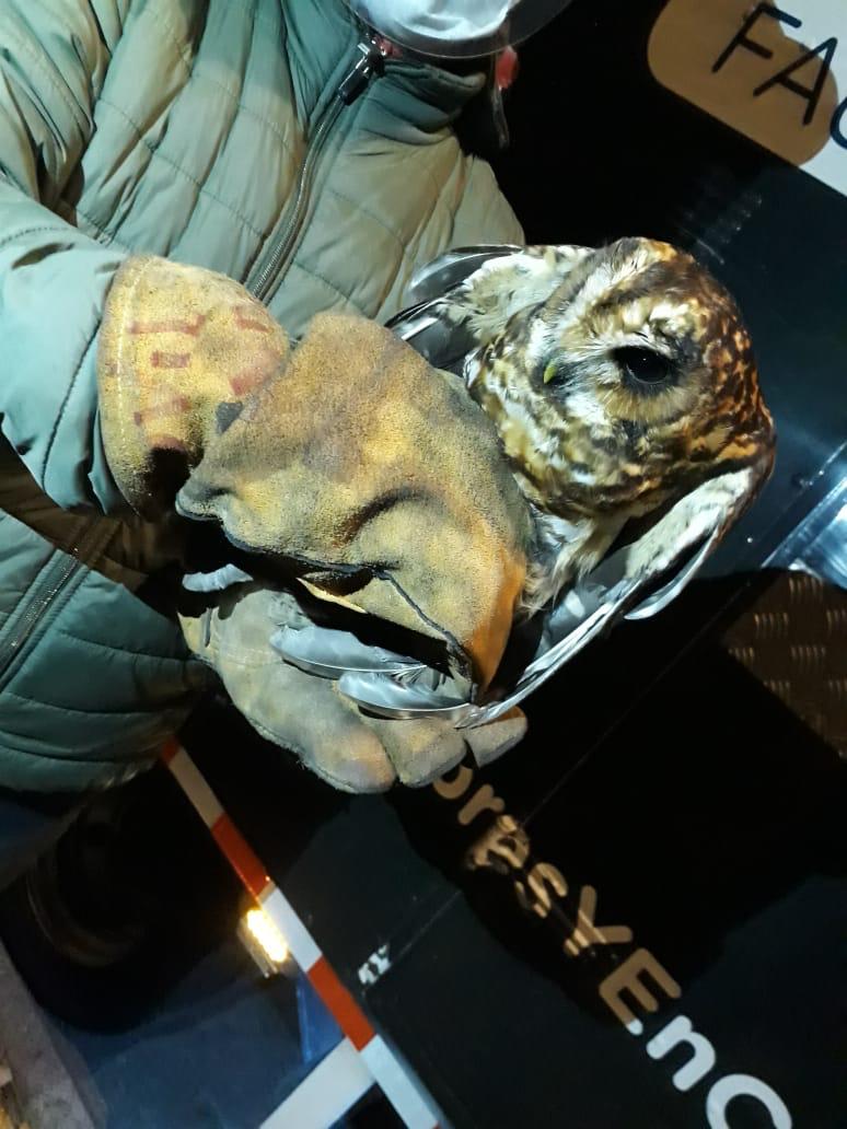 Búho valorado por expertos ambientales.