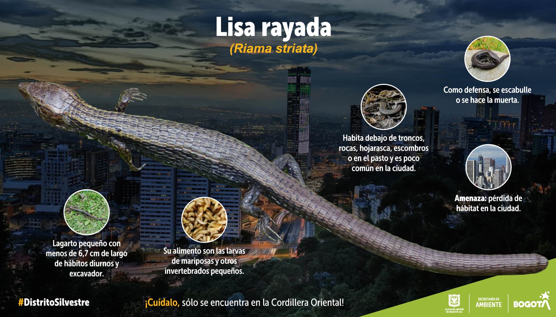 El reptil que enriquece la biodiversidad de los Cerros Orientales de Bogotá