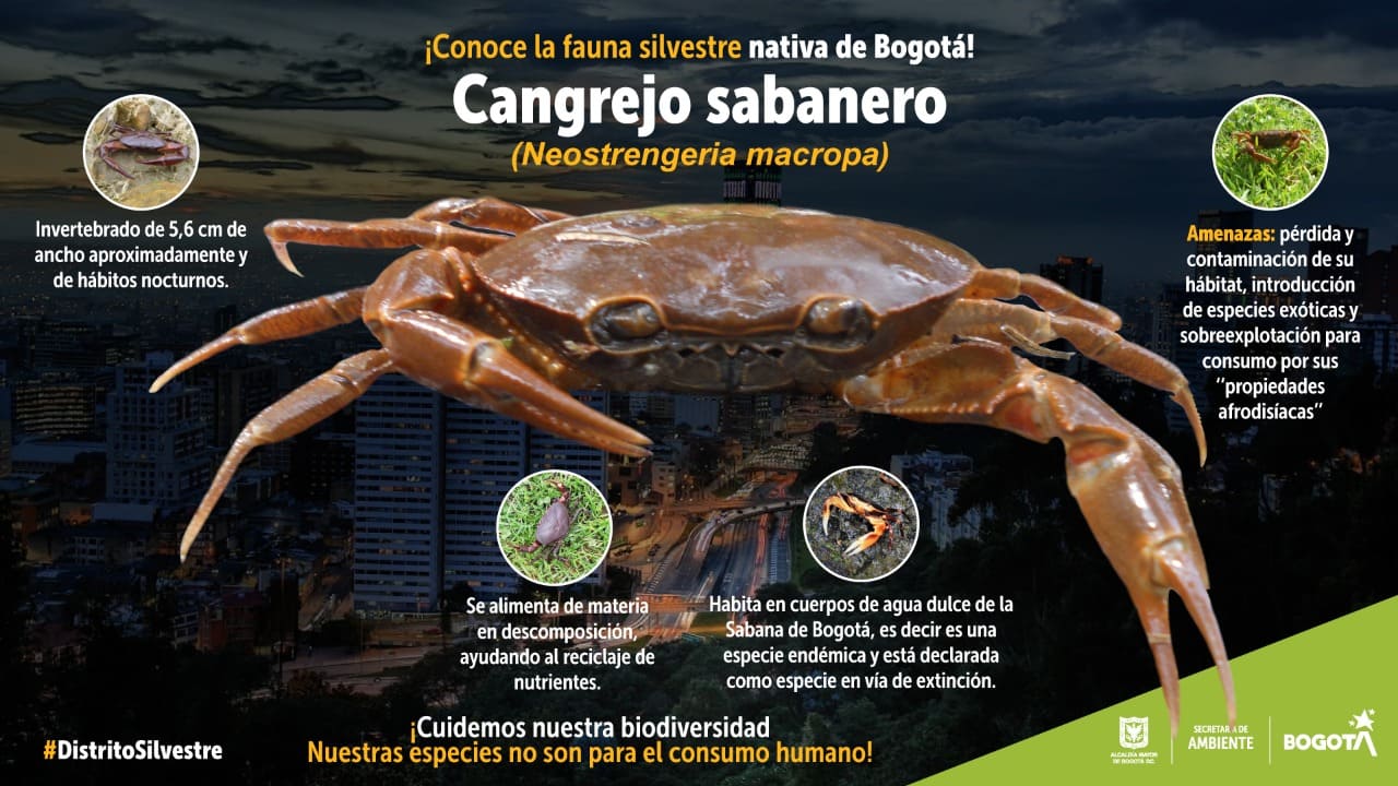 El cangrejo sabanero, una especie en peligro de extinción