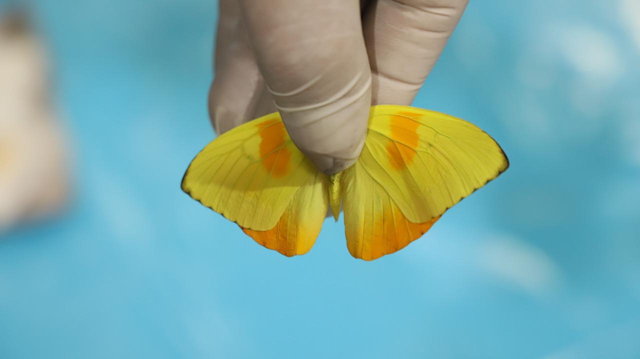 Las mariposas son las encargadas de transportar el polen de las flores a diferentes plantas.