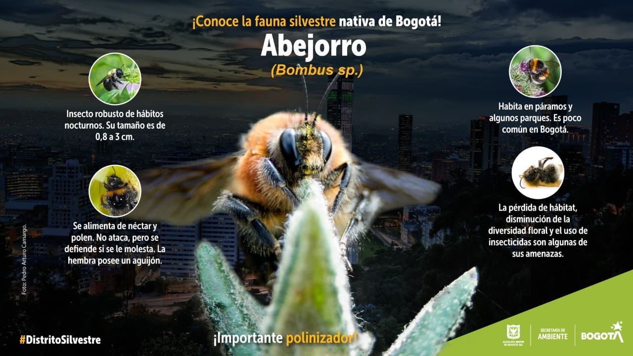 Abejorro: un insecto polinizador que habita los páramos y parques de Bogotá
