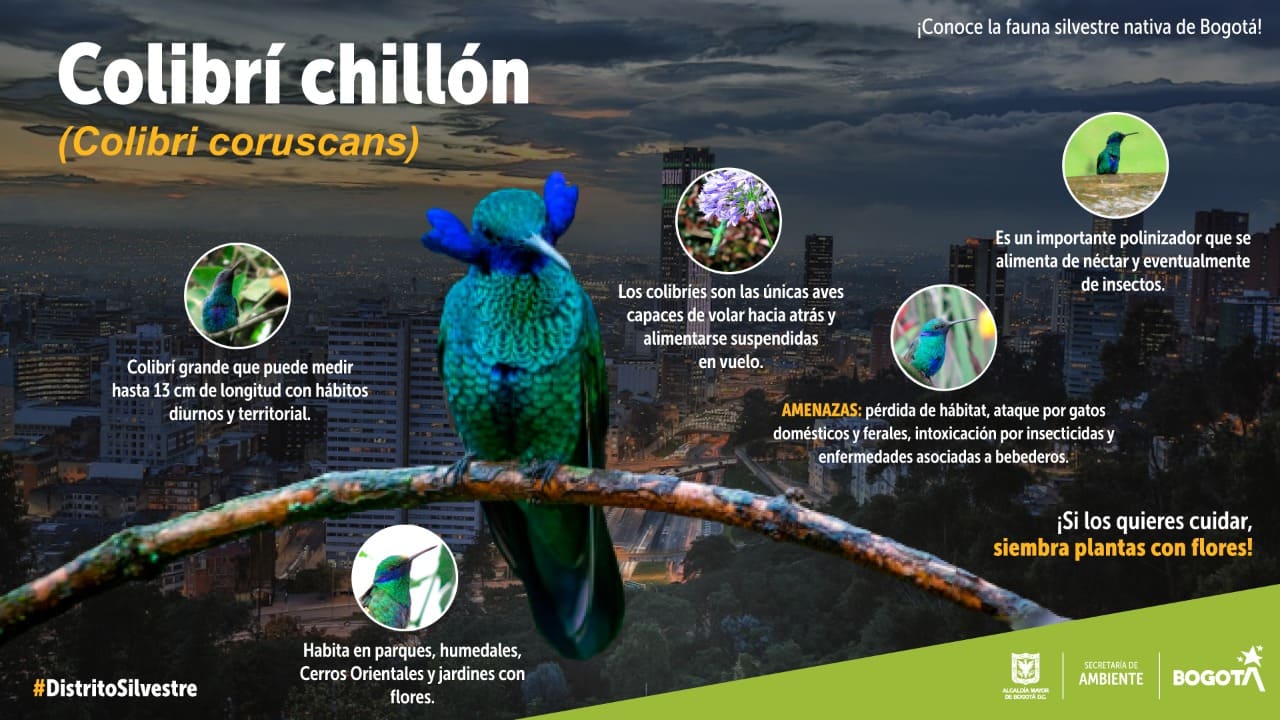 Colombia es el país con mayor presencia de colibrí chillón en el mundo