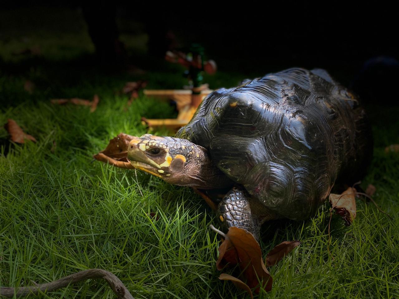 La tortuga regresó de nuevo a su hábitat, otra de las especies liberadas en la Ruta de la Libertad. Foto: Comunicaciones Secretaría de Ambiente.