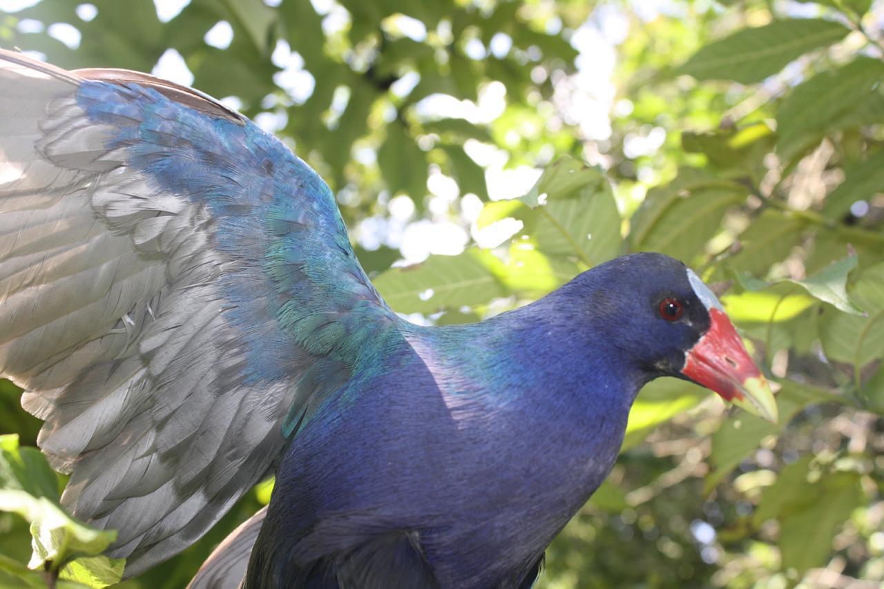 La Tingua Azul es una ave migratoria, llega a la ciudad en busca de descanso y alimento. 