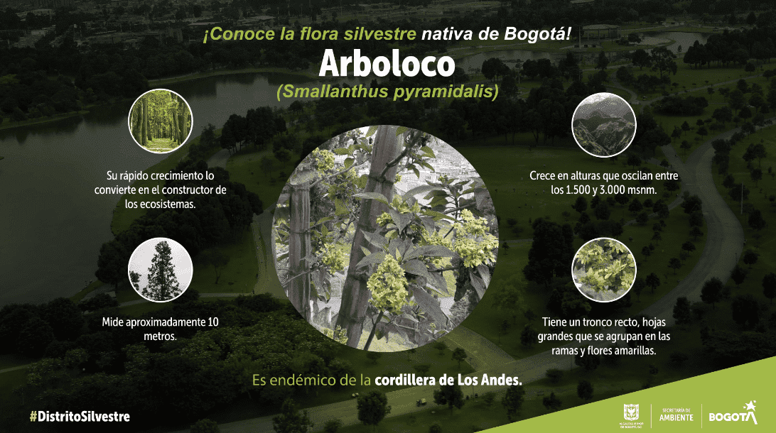 Arboloco: especie que ayuda a rehabilitar los ecosistemas de la ciudad