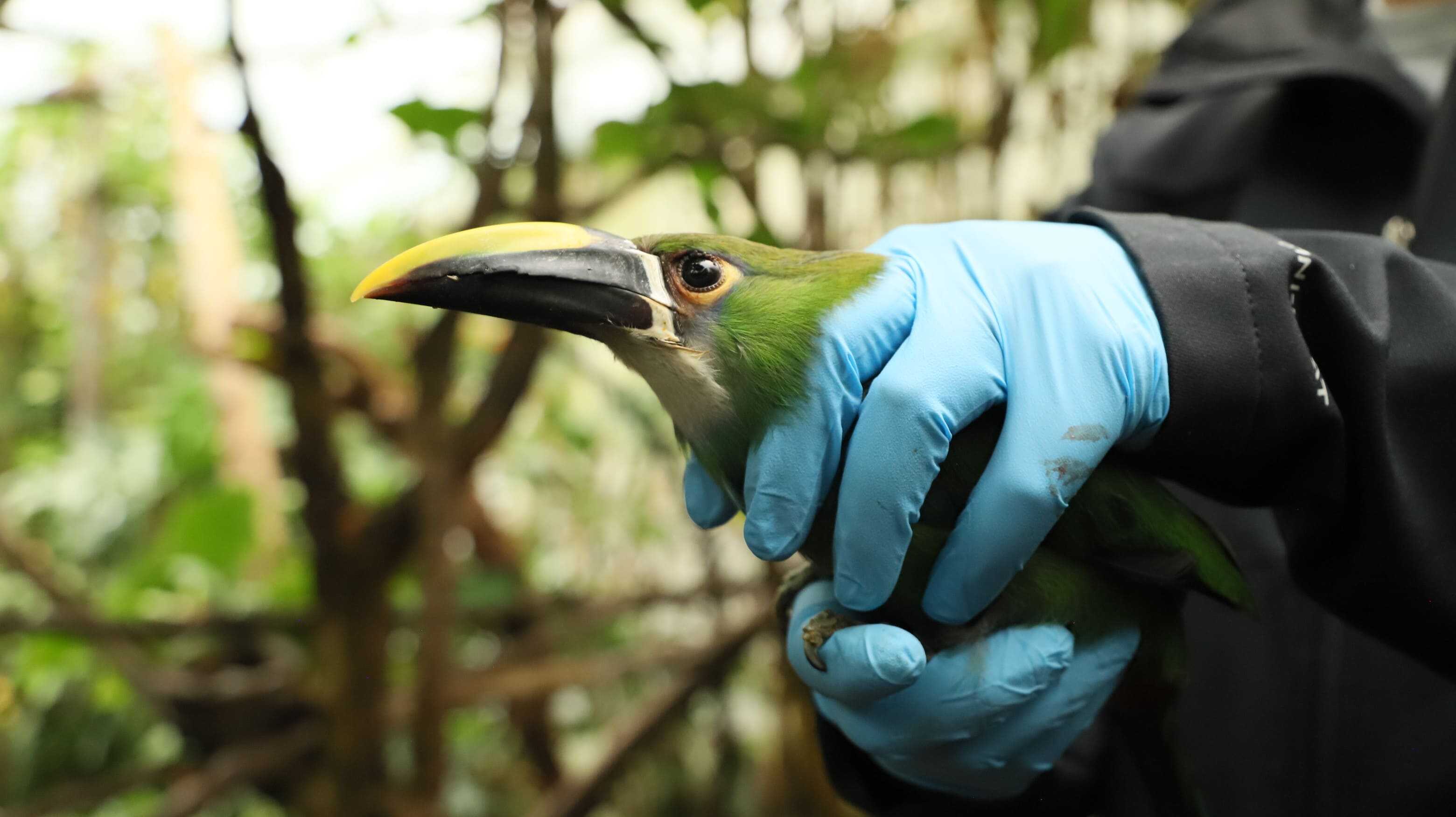 Esta ave, conocida como tucán esmeralda, fue reubicada en el Bioparque La Reserva. En el lugar continuará su proceso de rehabilitación. Foto: Comunicaciones de la Secretaría de Ambiente
