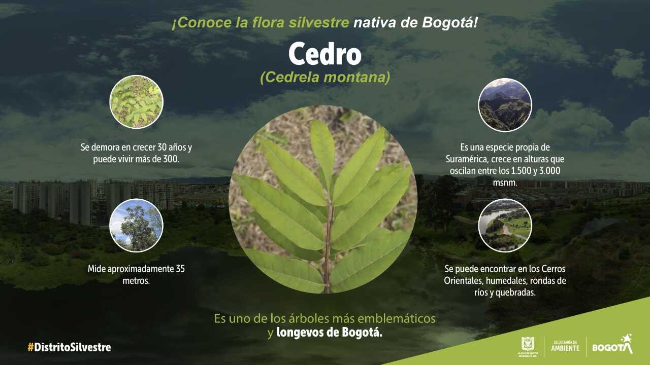Cedro, uno de los árboles más emblemáticos y longevos de Bogotá