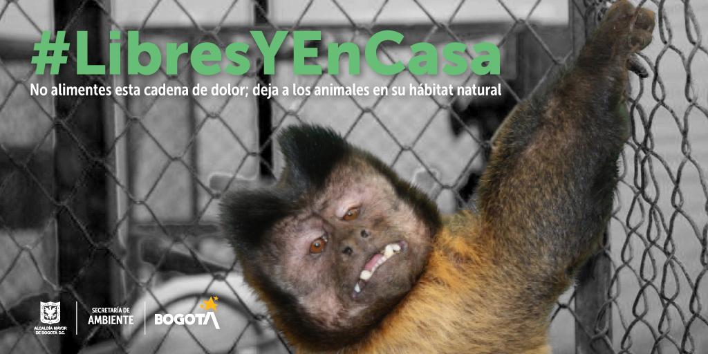Fotografía espécimen recuperado por la SDA para sensibilizar campaña #LibresYEn Casa