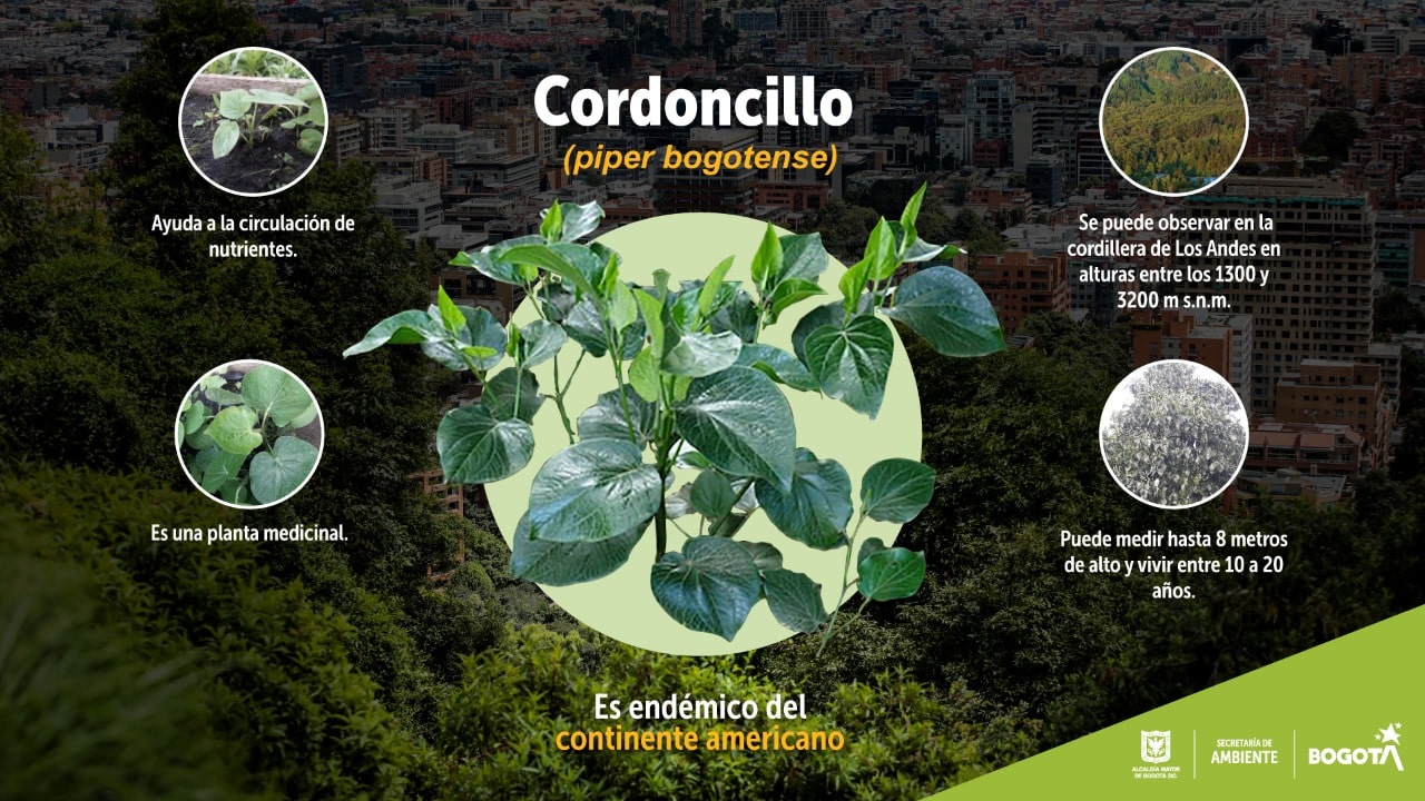 Cordoncillo: beneficioso para los procesos de restauración ecológica y para la salud