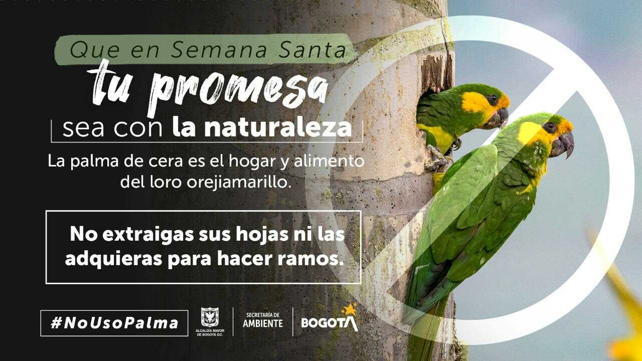 Que en Semana Santa tu promesa sea con la naturaleza: campaña para proteger las palmas y la fauna silvestres