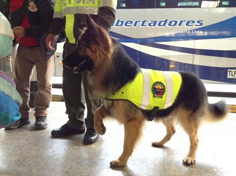 Primer escuadrón canino que combatirá el tráfico de animales silvestres