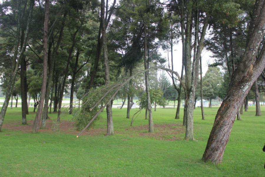 ABC para identificar árboles en riesgo