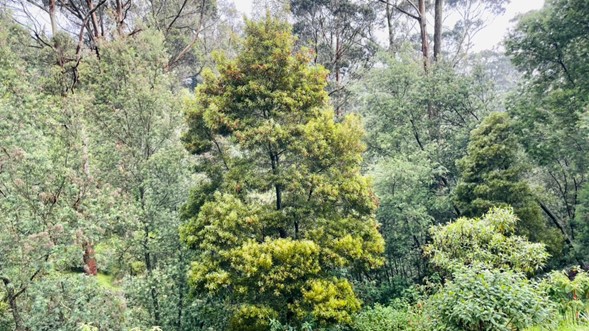 Foto de ambientación (árboles Bogotá)