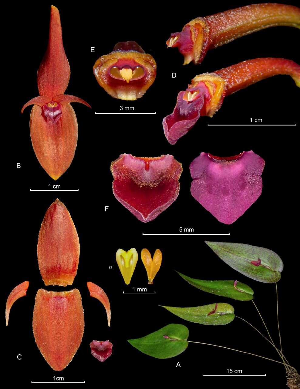Estructura de la nueva orquídea descubierta