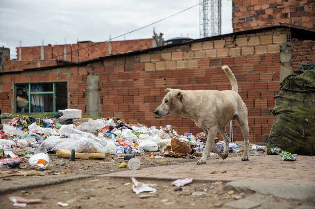 perros deambula por Bogotá