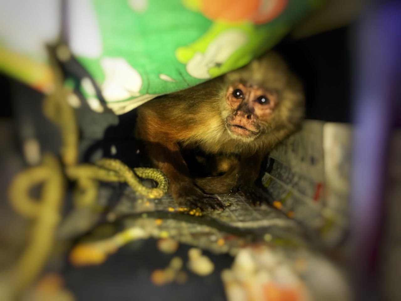 Distrito rescata mono que llevaba 26 años en cautiverio en el sur de Bogotá