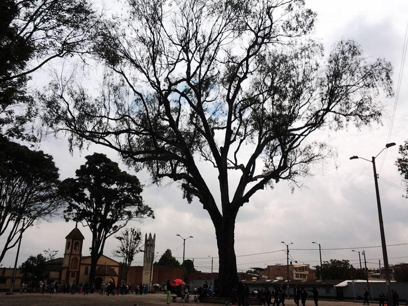 Bogotanos escogerán el árbol más notable de la ciudad
