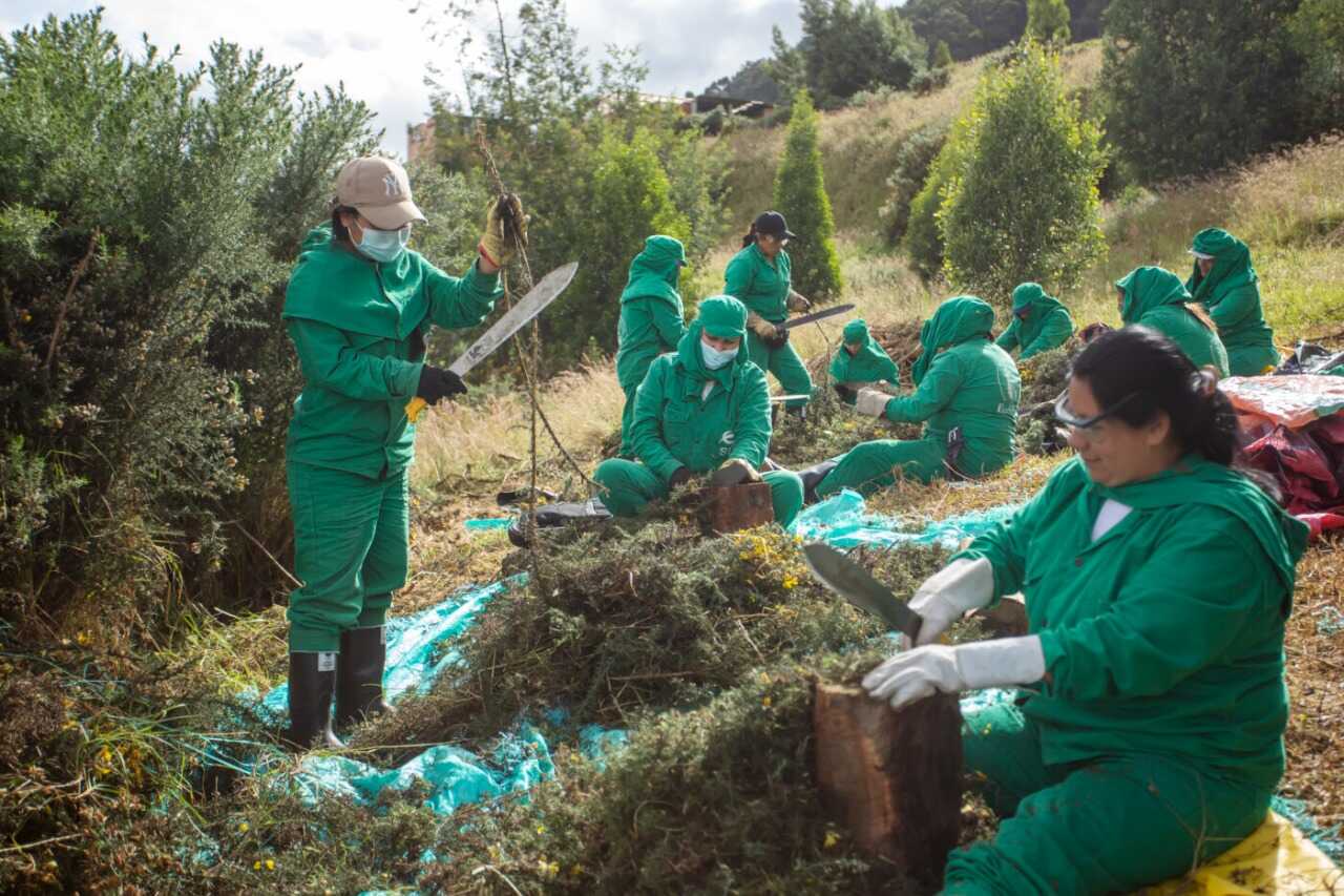 Durante 2022, 'Sembradoras por la ReactivAcción' ha generado más de 1.000 empleos verdes en Bogotá