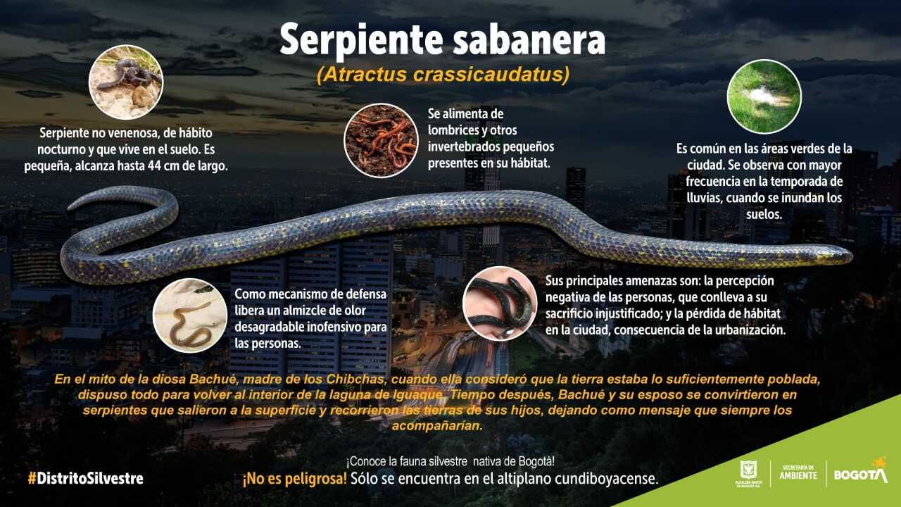 Infografía Serpiente Sabanera