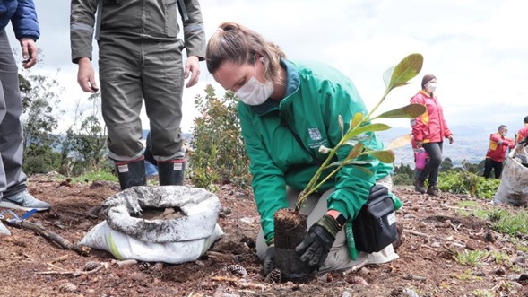 Con plantación de 1200 nuevos árboles reverdecen los Cerros Orientales de Bogotá
