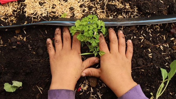 Agroecología: tips para germinar semillas en casa