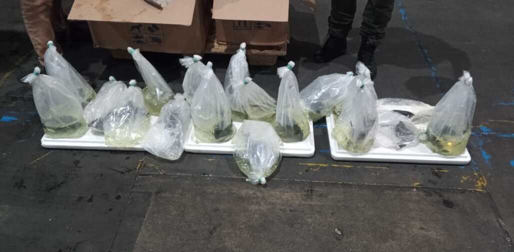 Autoridades ambientales incautaron en terminal de carga del aeropuerto El Dorado 25 peces que iban a ser exportados a Hong Kong