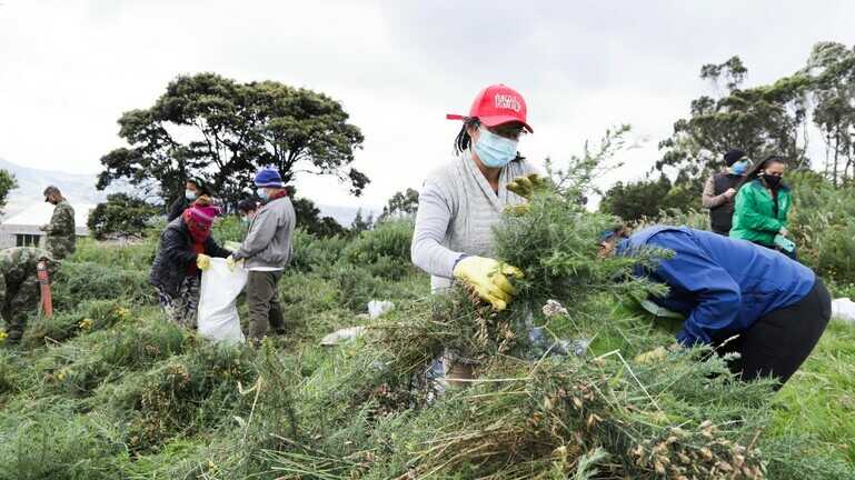 Con control de retamo espinoso en los Cerros Orientales y plantación de árboles en el humedal El Salitre, Distrito sigue reverdeciendo Bogotá