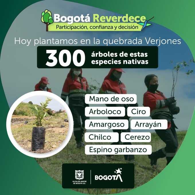 Pieza informativa plantación árboles en Bogotá