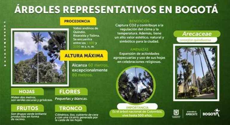 Pieza informativa árboles representativos Bogotá