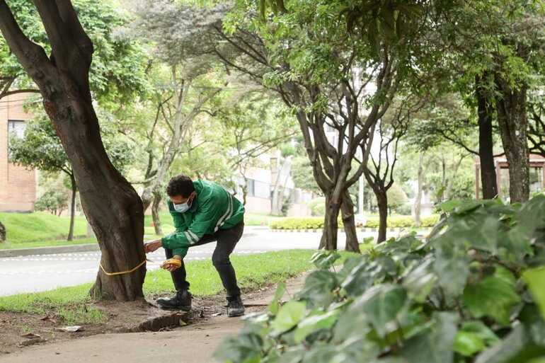 Profesional de la Secretaría de Ambiente evalúa árbol de Bogotá. 