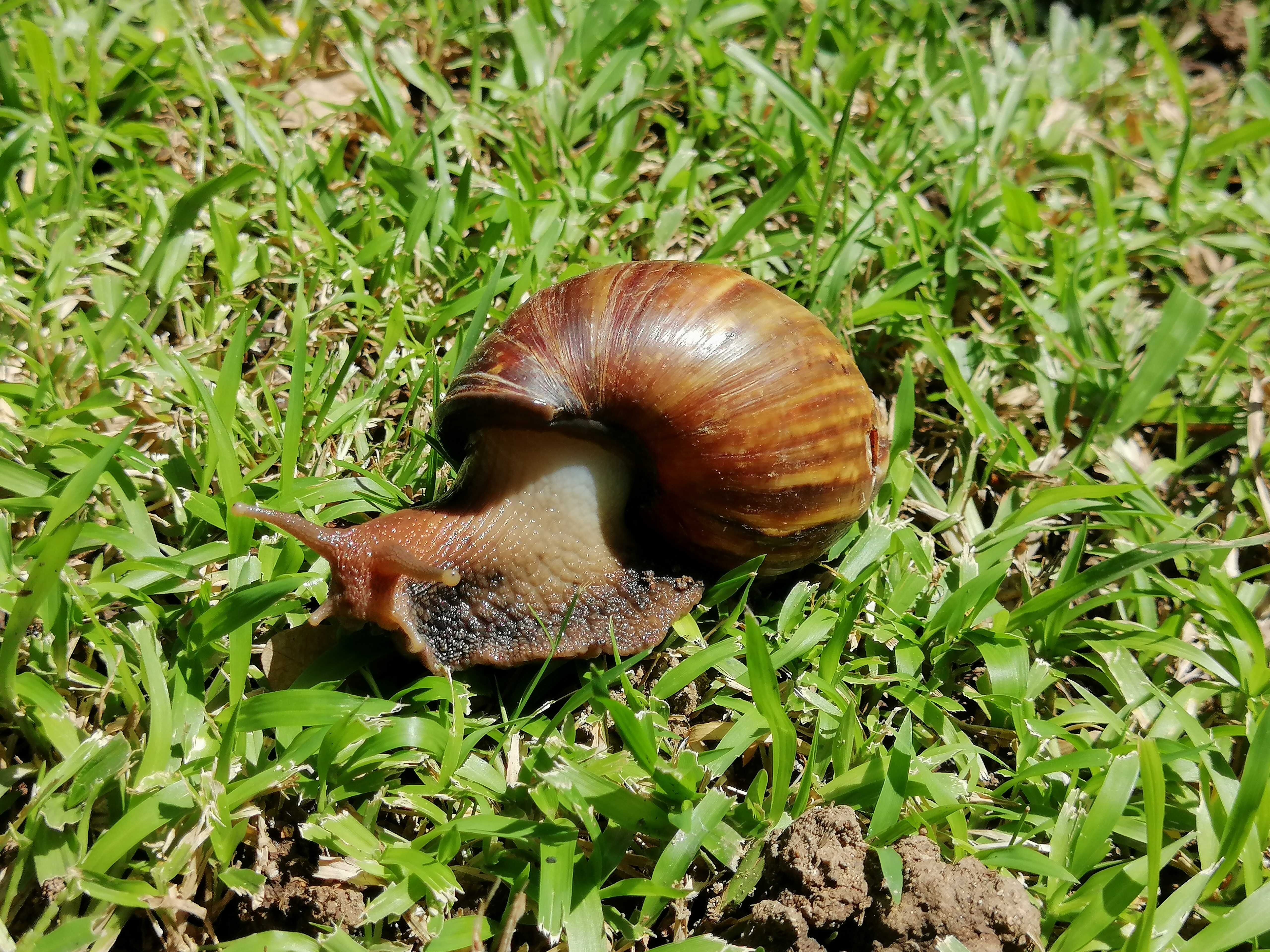 Caracol africano 