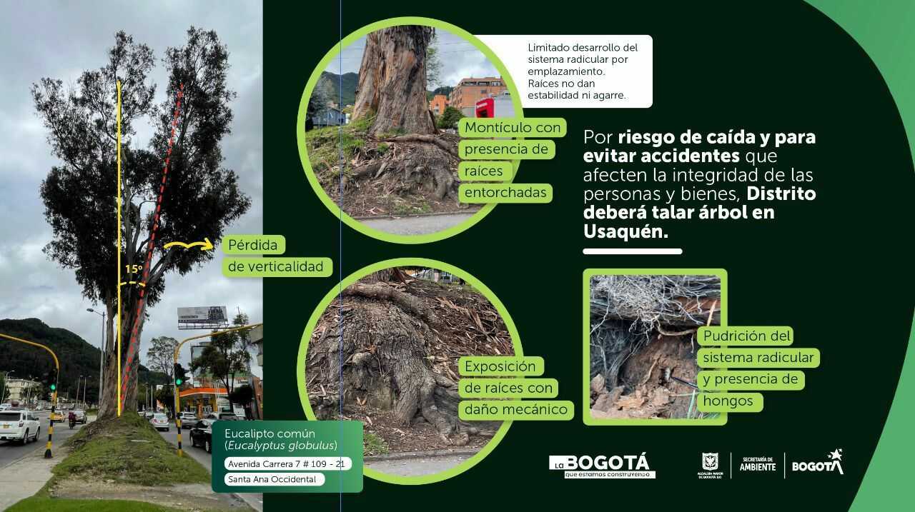 Infografia de árboles en riesgo