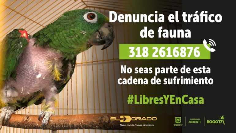 imagen con información para denunciar el tráfico de fauna en Bogotá