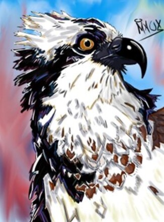Dibujo digital águila pescadora