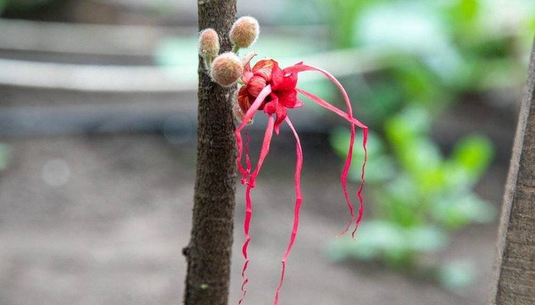 Floreció la herrania en el Tropicario del Jardín Botánico en Bogotá