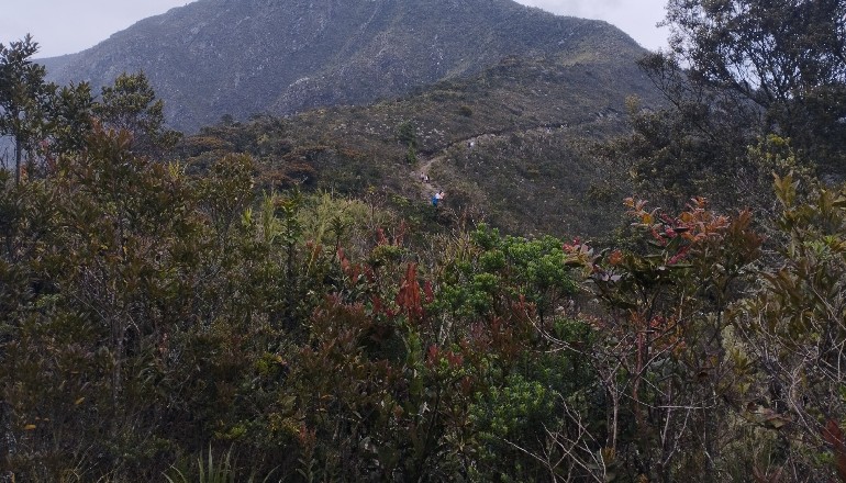 El camino Guadalupe ¿ Aguanoso en los Cerros Orientales de Bogotá