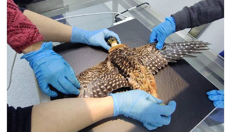 El halcón fue recuperado en una vía intermunicipal de Cundinamarca