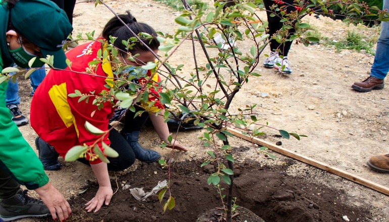 En Bogotá se plantarán 2.650 nuevos árboles para celebrar los Días de la Tierra y el Árbol