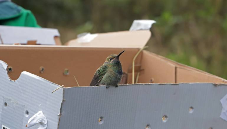 un colibrí chillón fue liberado en el parque entre nubes