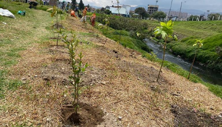 Con plantación de árboles, sigue la consolidación de los conectores ecosistémicos en Bogotá