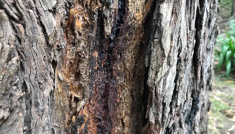 Agrietamiento en el tronco es otro de los signos de árboles en riesgo.