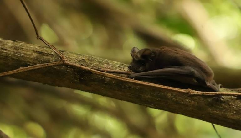 murciélago sobre una rama de un árbol, liberado en humedal de Bogotá. 