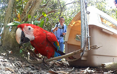 Alcaldía Mayor liberó 408 animales silvestres en reserva natural del Casanare