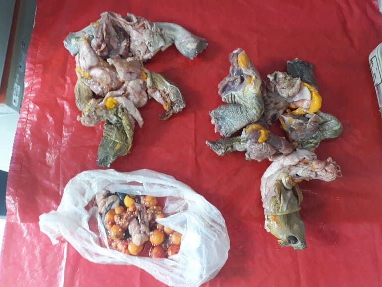 Carne y huevos de tortuga confiscados por la SDA