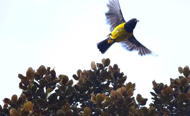 En el Día Internacional de las Aves Migratorias, la Secretaría de Ambiente dio a conocer que, durante este año, ha recuperado más de 1905 aves silvestres en operativos de control y rescate de fauna en varios puntos de Bogotá.